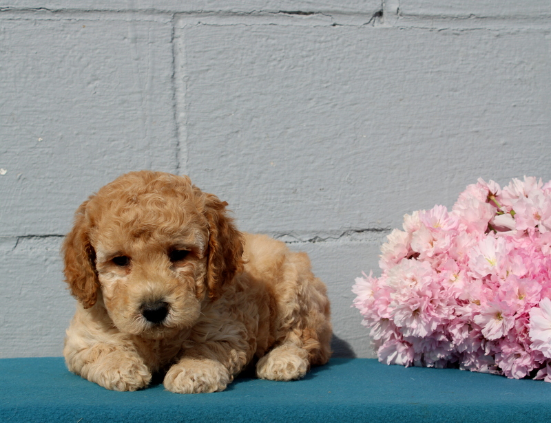 puppy, for, sale, Pomsky, Matthew B. Stoltzfus, dog, breeder, Gap, PA, dog-breeder, puppy-for-sale, forsale, nearby, find, puppyfind, locator, puppylocator, aca
